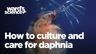 Caring and Culturing for Daphnia [upl. by Allimaj21]