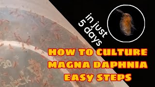 How to Culture Magna Daphnia Easily [upl. by Jeunesse]