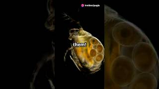 How to culture Daphnia for your Aquarium [upl. by Keryt985]