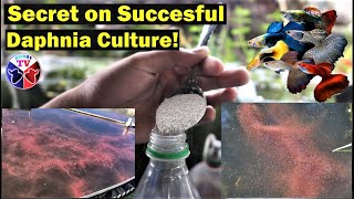 How to Culture Daphnia Successfully [upl. by Jempty]