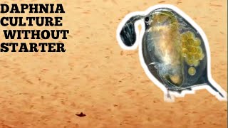 HOW TO CULTURE DAPHNIA NATURALLY WITHOUT A STARTER [upl. by Aneerhs71]