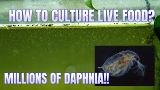 How to Culture Daphnia Secret Method to Breed MILLIONS  Simply Aquatic [upl. by Grayce521]