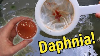 How I Culture Daphnia In Outdoor Tubs [upl. by Sadoc]