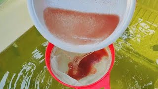 How to culture daphnia  Daphnia culture  How to grow daphnia outdoor [upl. by Adaran]