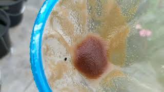 How to culture daphnia moina in a small container Part 1 English Subtitle [upl. by Akeirahs]