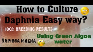 Daphnia MagnaHow to Culture Daphnia Easy wayCulturing Daphnia using Green water Daphnia [upl. by Eseerehc883]