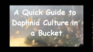 How to culture daphnia outside [upl. by Cynarra]