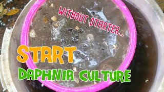 How to culture daphnia moina the easy way 1  Starting the Daphnia culture [upl. by Ssilem371]