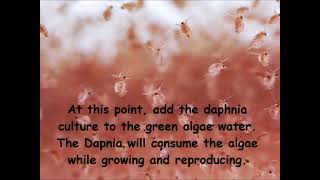 Daphnia  How to grow daphnia in your home [upl. by Naziaf519]