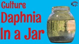 How to Culture Daphnia in a Jar [upl. by Novak]