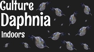 How to Culture Daphnia [upl. by Leopold]