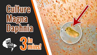 How to culture DAPHNIA MAGNA  The easy way [upl. by Ybbob]