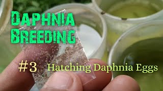 Daphnia Culture made simple and easy 3  Hatching Daphnia eggs [upl. by Keller]