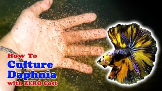 How to Culture Daphnia with ZERO Cost  Unlimited Live Food For Our Fish [upl. by Noral]