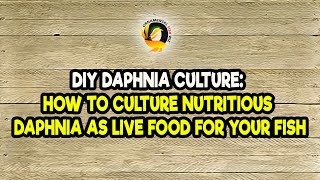 DIY Daphnia Culture How to Culture Nutritious Daphnia as Live Food for Your Fish [upl. by Nomzaj633]