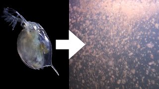 How I Culture Daphnia [upl. by Adne]