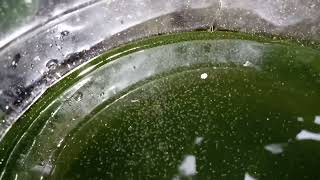 DAPHNIA MOINA CULTURE IN A SMALL BUCKET [upl. by Eicrad]