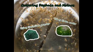 How To Culture Daphnia and Moinas using Green Water Spirulina powder [upl. by Quar300]