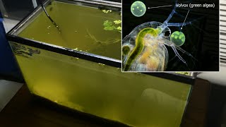 Raising Daphnia for the Freshwater Aquarium [upl. by Yennor]