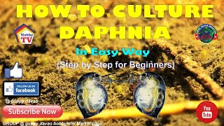 HOW TO CULTURE DAPHNIA In Easy Way [upl. by Enyrhtak]